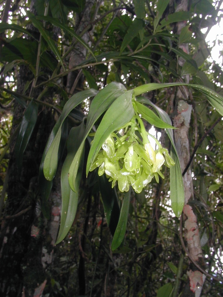 Epidendrum chlorinum Barb.Rodr. 3