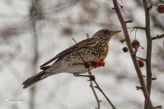 Turdus pilaris