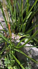 Valeriana supina