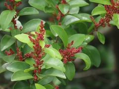 Hymenocardia ulmoides