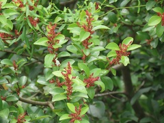 Hymenocardia ulmoides