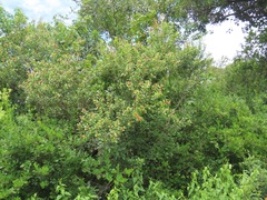 Hymenocardia ulmoides