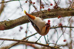 Bombycilla garrulus