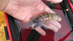 Cryptocentrus melanopus