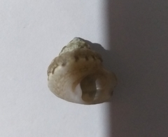 Gibbula fanulum