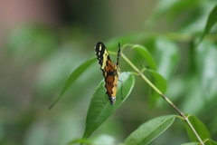 Tithorea harmonia pseudethra