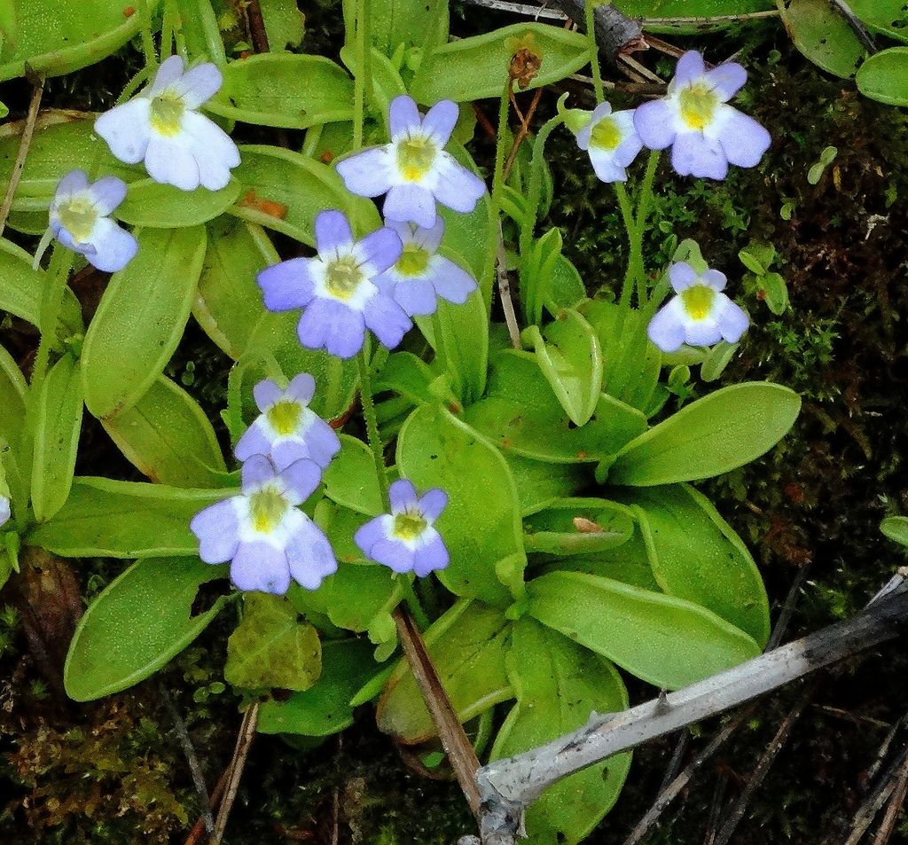Pinguiculas — Pinguicula spp.