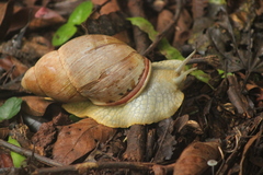 Megalobulimus sanctaepauli