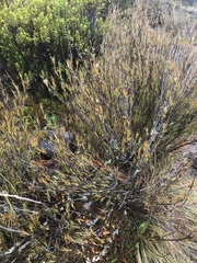 Dracophyllum subulatum