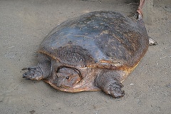 Cycloderma aubryi