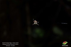 Micrathena stuebeli