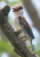 Halcyon chelicuti chelicuti