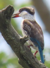 Halcyon chelicuti chelicuti