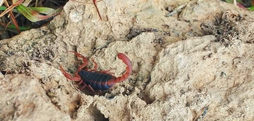 Nayarit Scorpion