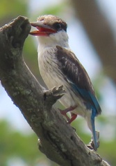 Halcyon chelicuti chelicuti