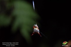Micrathena stuebeli
