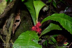 Trichodrymonia metamorphophylla