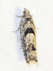 Pseudexentera hodsoni