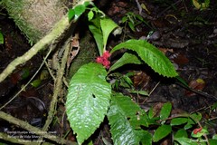 Trichodrymonia metamorphophylla