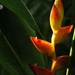 Heliconia uxpanapensis - Photo (c) Manuel de Jesús Hernández Ancheita, some rights reserved (CC BY-NC-SA), uploaded by Manuel de Jesús Hernández Ancheita