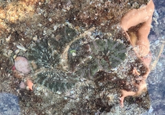 Actinostella bradleyi image
