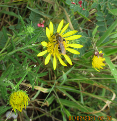 Hirpicium
