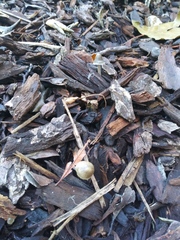 Fungi