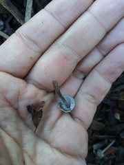 Fungi