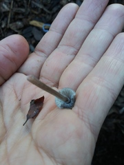 Fungi
