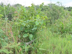 Annona senegalensis senegalensis