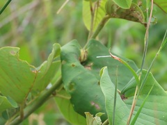 Annona senegalensis senegalensis