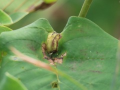 Annona senegalensis senegalensis