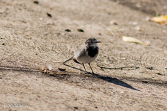 Motacilla alba