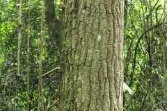 Aspidosperma polyneuron