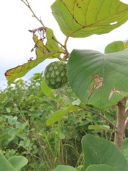 Annona senegalensis senegalensis