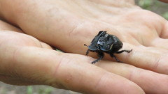 Sulcophanaeus batesi