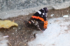 Vanessa atalanta