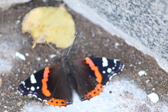 Vanessa atalanta