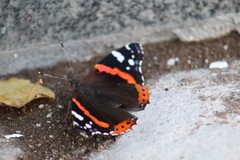 Vanessa atalanta