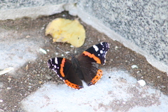 Vanessa atalanta