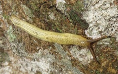 Elisolimax flavescens