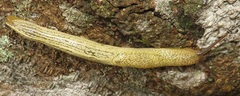 Elisolimax flavescens