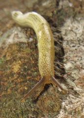 Elisolimax flavescens