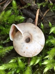 Helicodonta angigyra