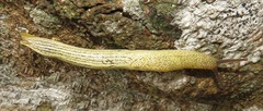 Elisolimax flavescens