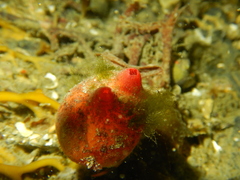 Stolidobranchia