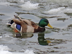 Anas platyrhynchos