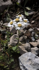Achillea atrata