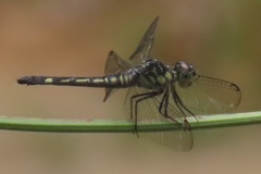 Chalcostephia flavifrons