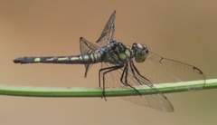 Chalcostephia flavifrons